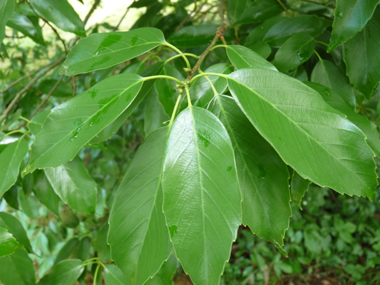 Feuilles coriaces, ovales et longues de 15 cm,  le dessus étant luisant. Agrandir dans une nouvelle fenêtre (ou onglet)